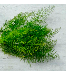 Fennel Natural Flavour Oilsoluble